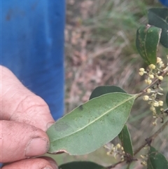 Notelaea venosa at Bermagui, NSW - 7 Nov 2024