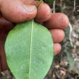 Leichhardtia rostrata at Bermagui, NSW - 7 Nov 2024 04:40 PM