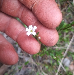 Samolus repens at Bermagui, NSW - 7 Nov 2024 04:33 PM