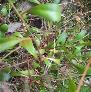 Samolus repens at Bermagui, NSW - 7 Nov 2024 04:33 PM