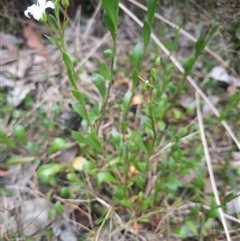 Samolus repens at Bermagui, NSW - 7 Nov 2024 04:33 PM