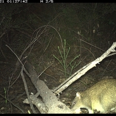 Isoodon macrourus (Northern Brown Bandicoot) at Shannondale, NSW - 20 Oct 2024 by PEdwards