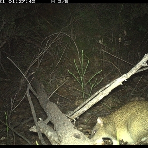 Isoodon macrourus at Shannondale, NSW - 21 Oct 2024