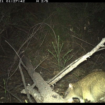 Isoodon macrourus (Northern Brown Bandicoot) at Shannondale, NSW - 21 Oct 2024 by PEdwards