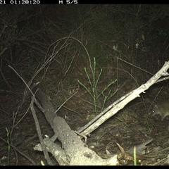 Isoodon macrourus at Shannondale, NSW - 21 Oct 2024