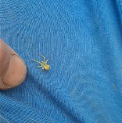 Thomisidae (family) (Unidentified Crab spider or Flower spider) at Bermagui, NSW - 7 Nov 2024 by TheCrossingLand