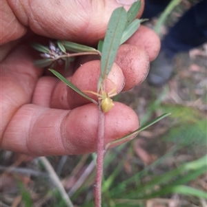 Thomisidae (family) at Bermagui, NSW - 7 Nov 2024