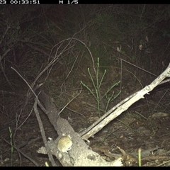 Perameles nasuta at Shannondale, NSW - 23 Oct 2024 by PEdwards