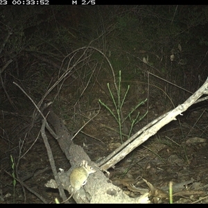 Sminthopsis murina at Shannondale, NSW - 23 Oct 2024 12:33 AM