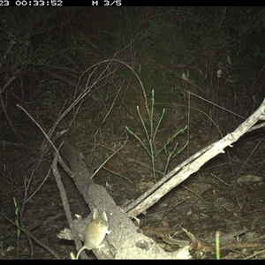 Sminthopsis murina at Shannondale, NSW - 23 Oct 2024 12:33 AM