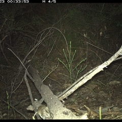 Sminthopsis murina at Shannondale, NSW - 23 Oct 2024 by PEdwards