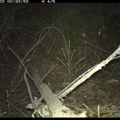 Perameles nasuta at Shannondale, NSW - 23 Oct 2024 by PEdwards