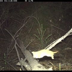 Unidentified Other Mammal at Shannondale, NSW - 23 Oct 2024 by PEdwards