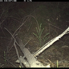 Perameles nasuta at Shannondale, NSW - 24 Oct 2024 by PEdwards