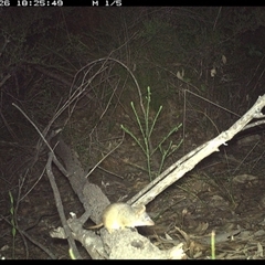 Antechinus sp. (genus) at Shannondale, NSW - 26 Oct 2024 by PEdwards