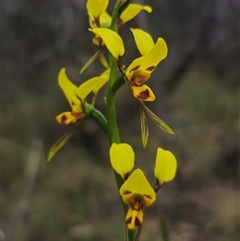 Diuris sulphurea (Tiger Orchid) at Jingera, NSW - 7 Nov 2024 by Csteele4