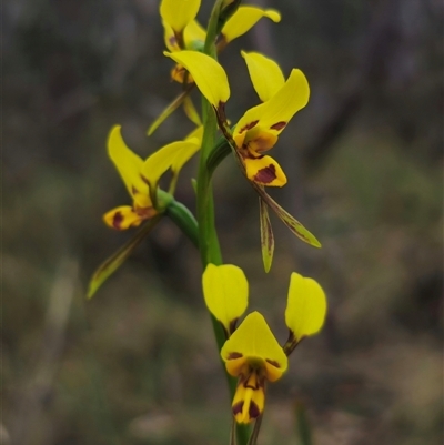 Diuris sulphurea (Tiger Orchid) at Jingera, NSW - 7 Nov 2024 by Csteele4