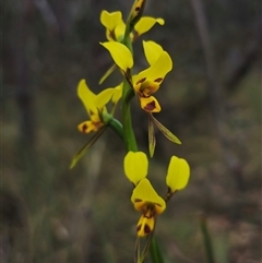 Diuris sulphurea at Jingera, NSW - 7 Nov 2024