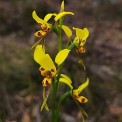 Diuris sulphurea at Jingera, NSW - 7 Nov 2024