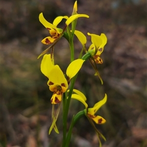 Diuris sulphurea at Jingera, NSW - 7 Nov 2024