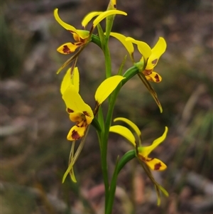 Diuris sulphurea at Jingera, NSW - 7 Nov 2024