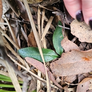 Chiloglottis sp. at Jingera, NSW - suppressed