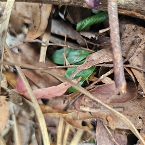 Chiloglottis sp. at Jingera, NSW - suppressed