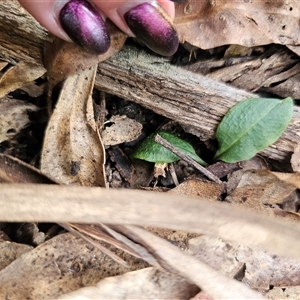 Chiloglottis sp. at Jingera, NSW - suppressed