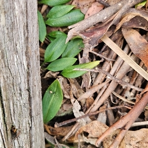 Chiloglottis sp. at Jingera, NSW - suppressed