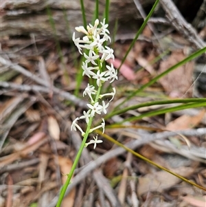 Stackhousia monogyna at Jingera, NSW - 7 Nov 2024