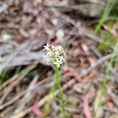 Stackhousia monogyna at Jingera, NSW - 7 Nov 2024 04:42 PM