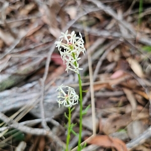 Stackhousia monogyna at Jingera, NSW - 7 Nov 2024