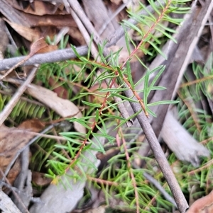 Persoonia chamaepeuce at Jingera, NSW - 7 Nov 2024 04:27 PM