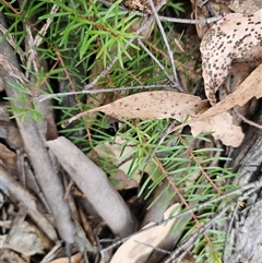 Persoonia chamaepeuce at Jingera, NSW - 7 Nov 2024 04:27 PM