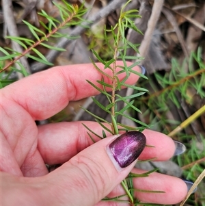 Persoonia chamaepeuce at Jingera, NSW - 7 Nov 2024 04:27 PM