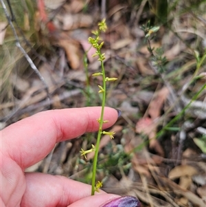 Stackhousia viminea at Jingera, NSW - 7 Nov 2024 04:29 PM