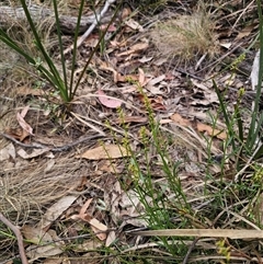 Stackhousia viminea at Jingera, NSW - 7 Nov 2024 04:29 PM