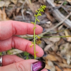 Stackhousia viminea at Jingera, NSW - 7 Nov 2024 04:29 PM