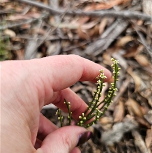 Choretrum pauciflorum at Jingera, NSW - 7 Nov 2024