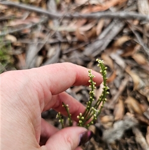 Choretrum pauciflorum at Jingera, NSW - 7 Nov 2024