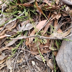 Choretrum pauciflorum at Jingera, NSW - 7 Nov 2024