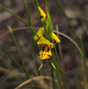 Diuris sulphurea at Jingera, NSW - 7 Nov 2024