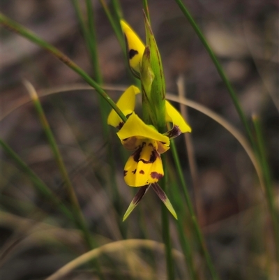 Diuris sulphurea (Tiger Orchid) at Jingera, NSW - 7 Nov 2024 by Csteele4