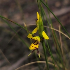 Diuris sulphurea at Jingera, NSW - 7 Nov 2024