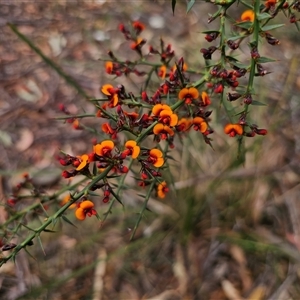 Daviesia ulicifolia subsp. ulicifolia at Jingera, NSW - 7 Nov 2024