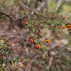 Daviesia ulicifolia subsp. ulicifolia at Jingera, NSW - 7 Nov 2024