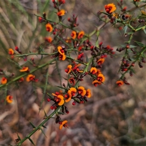 Daviesia ulicifolia subsp. ulicifolia at Jingera, NSW - 7 Nov 2024 03:42 PM