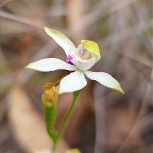 Caladenia moschata at Jingera, NSW - suppressed