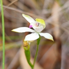 Caladenia moschata at Jingera, NSW - suppressed