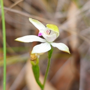 Caladenia moschata at Jingera, NSW - 7 Nov 2024